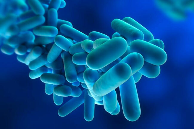 legionella bacteria in water systems legionella bacteria in water systems